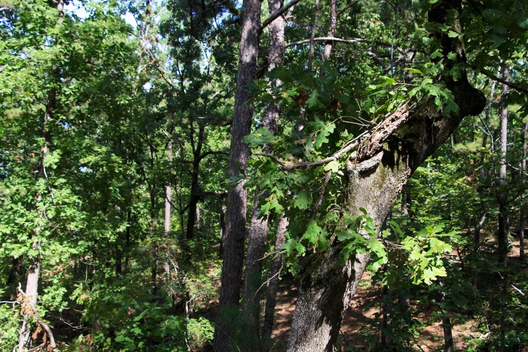 Lakeview Private Reserve Tract 20 photo 12