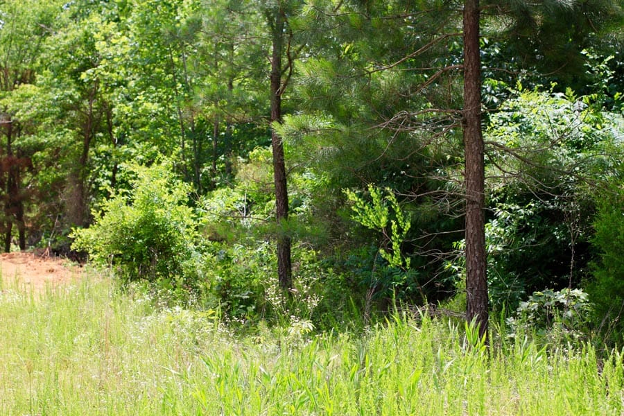 Bluebird Ranch Tract 17 photo 3