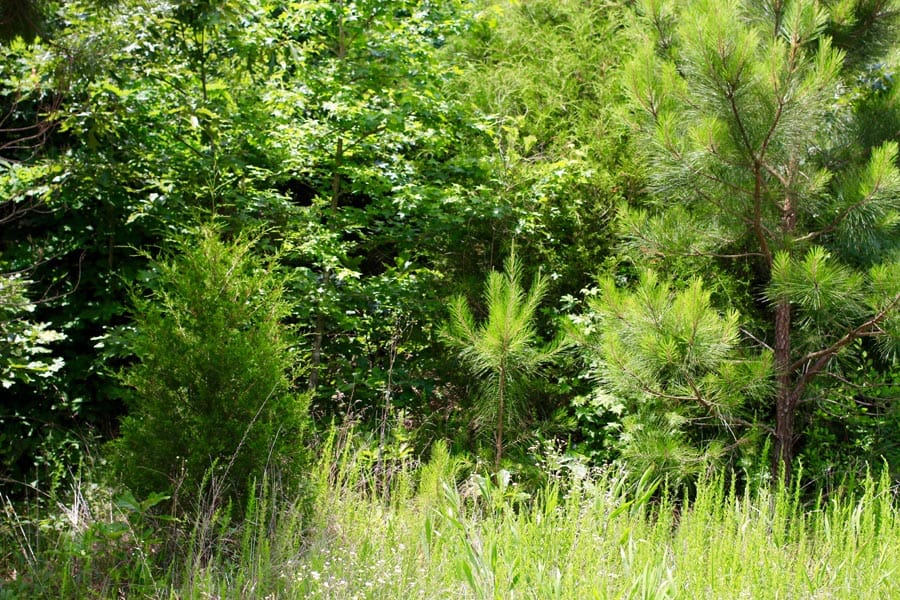 Bluebird Ranch Tract 17 photo 4