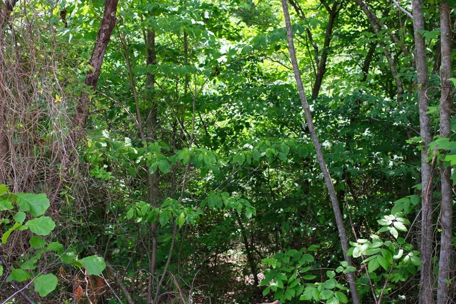 Bluebird Ranch Tract 17 photo 5