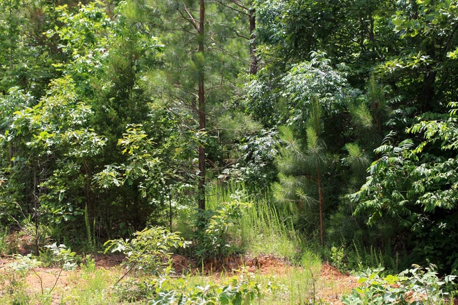 Bluebird Ranch Tract 17 photo 7