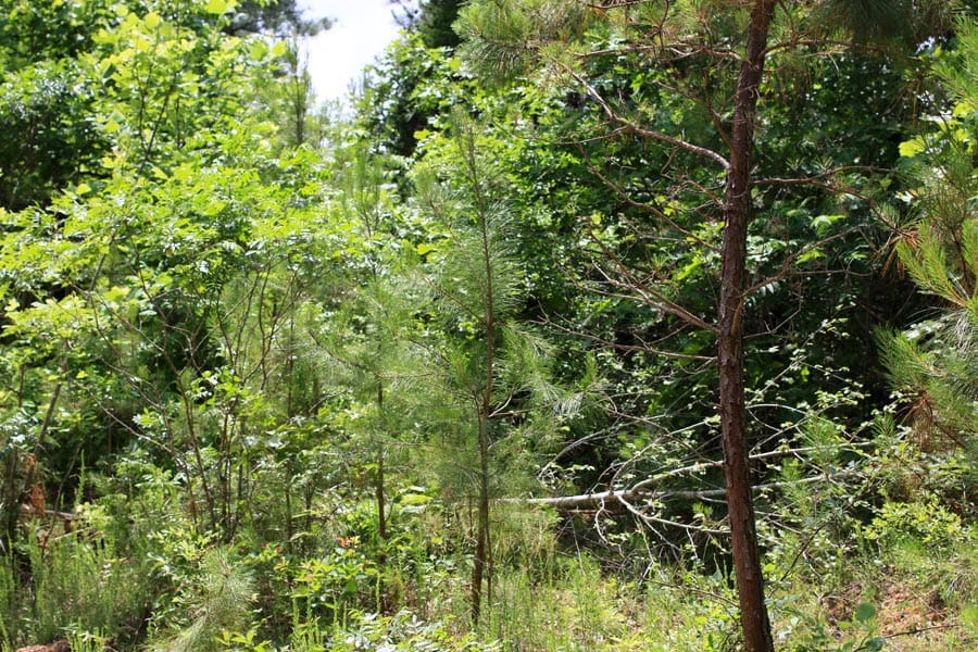 Bluebird Ranch Tract 17 photo 10