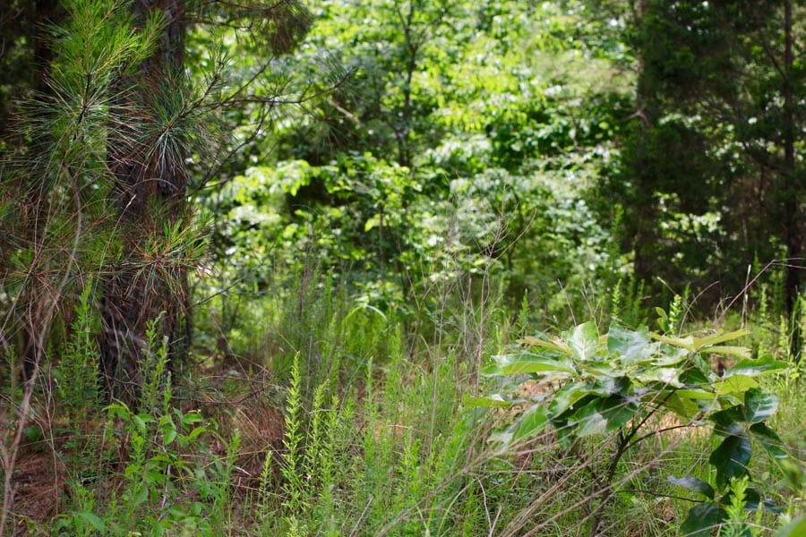 Bluebird Ranch Tract 17 photo 13