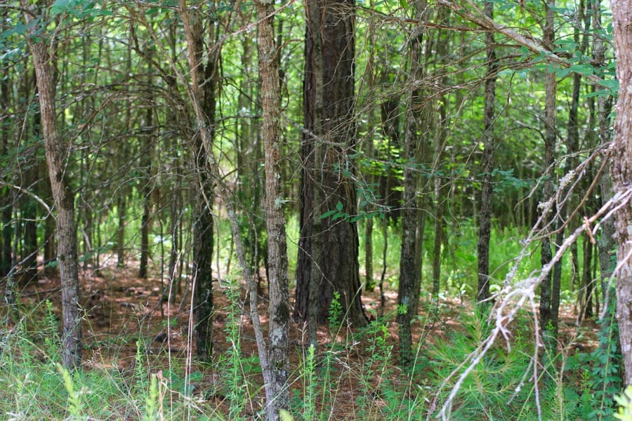 Bluebird Ranch Tract 17 photo 14