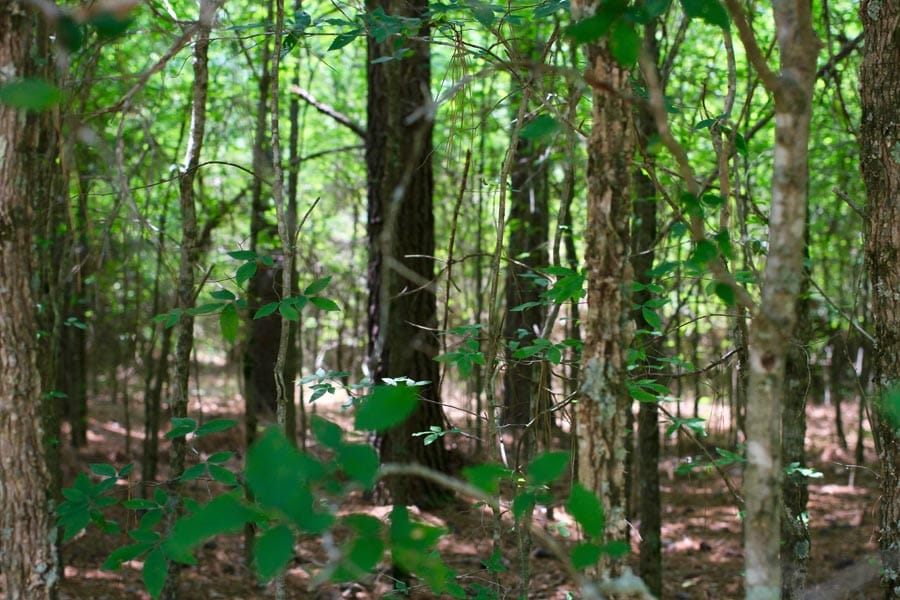 Bluebird Ranch Tract 17 photo 15