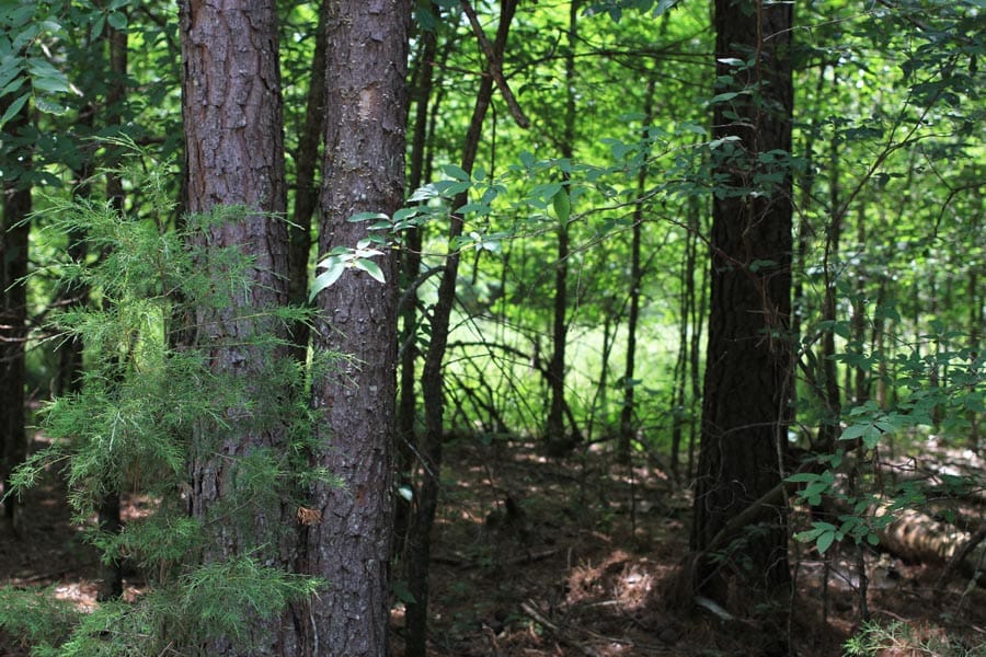 Bluebird Ranch Tract 17 photo 18
