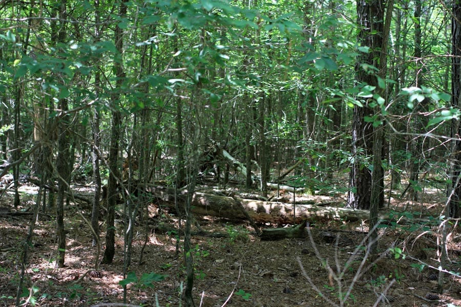 Bluebird Ranch Tract 17 photo 19