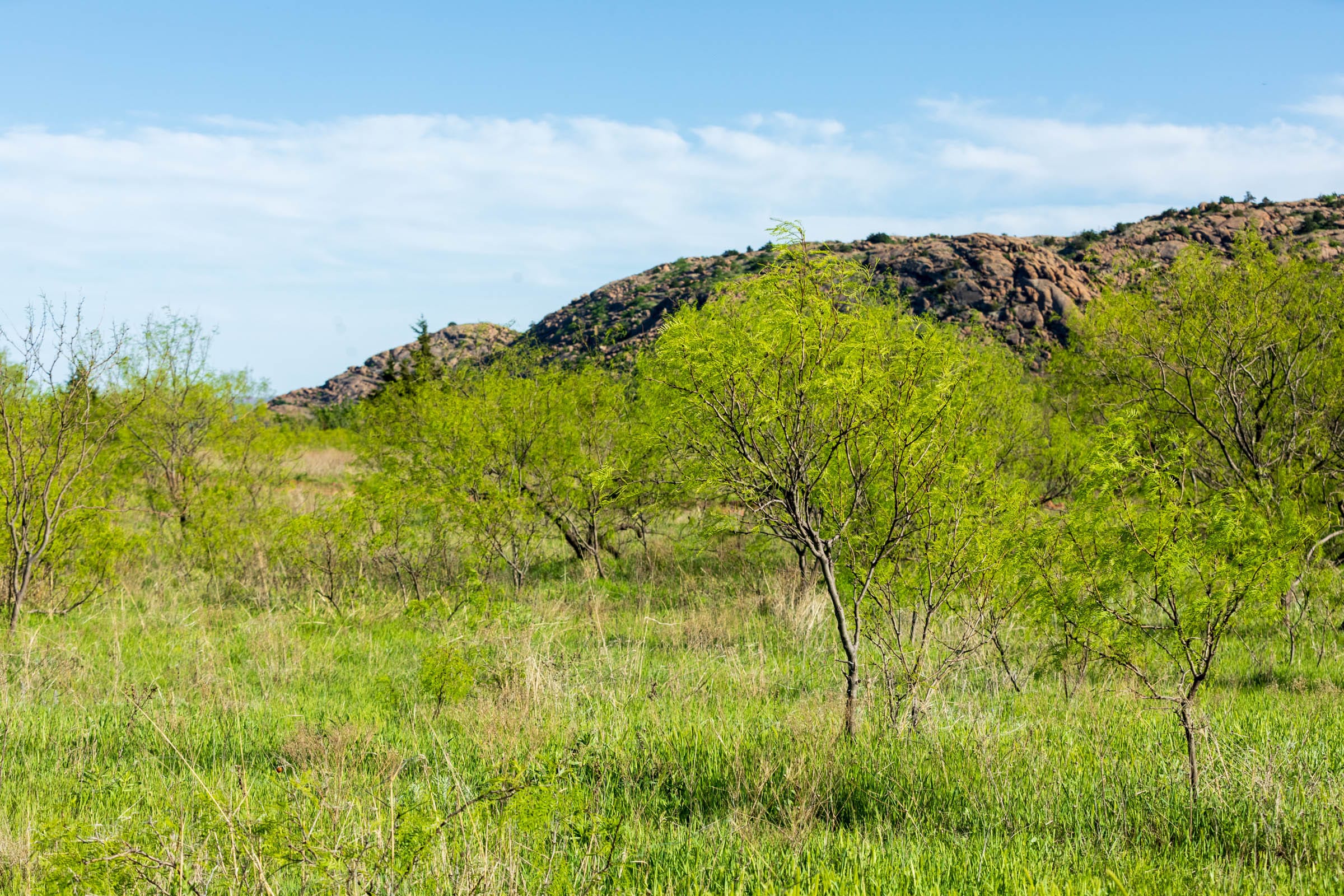 Hackberry Fields Tract 13 photo 3
