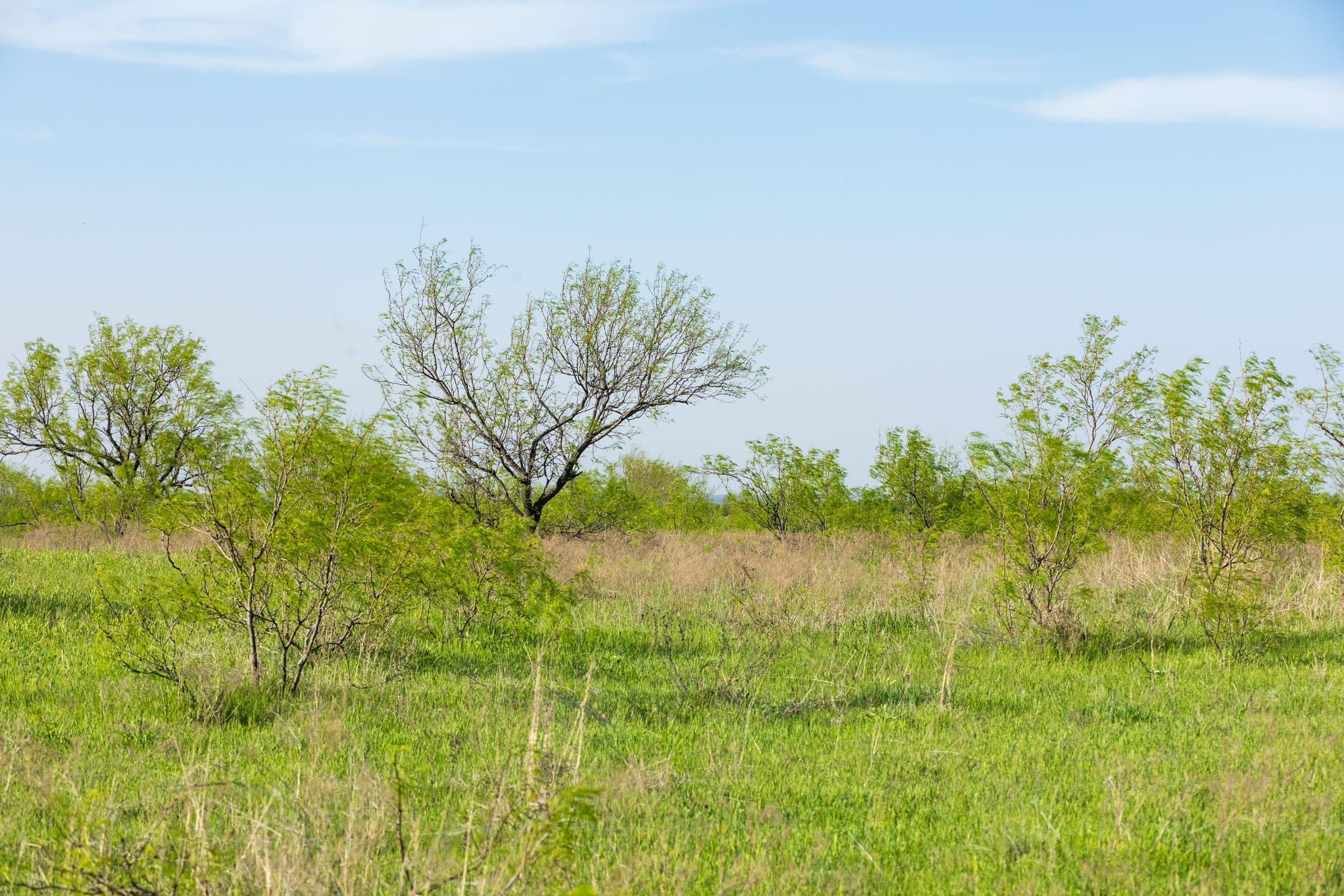 Hackberry Fields Tract 13 photo 1