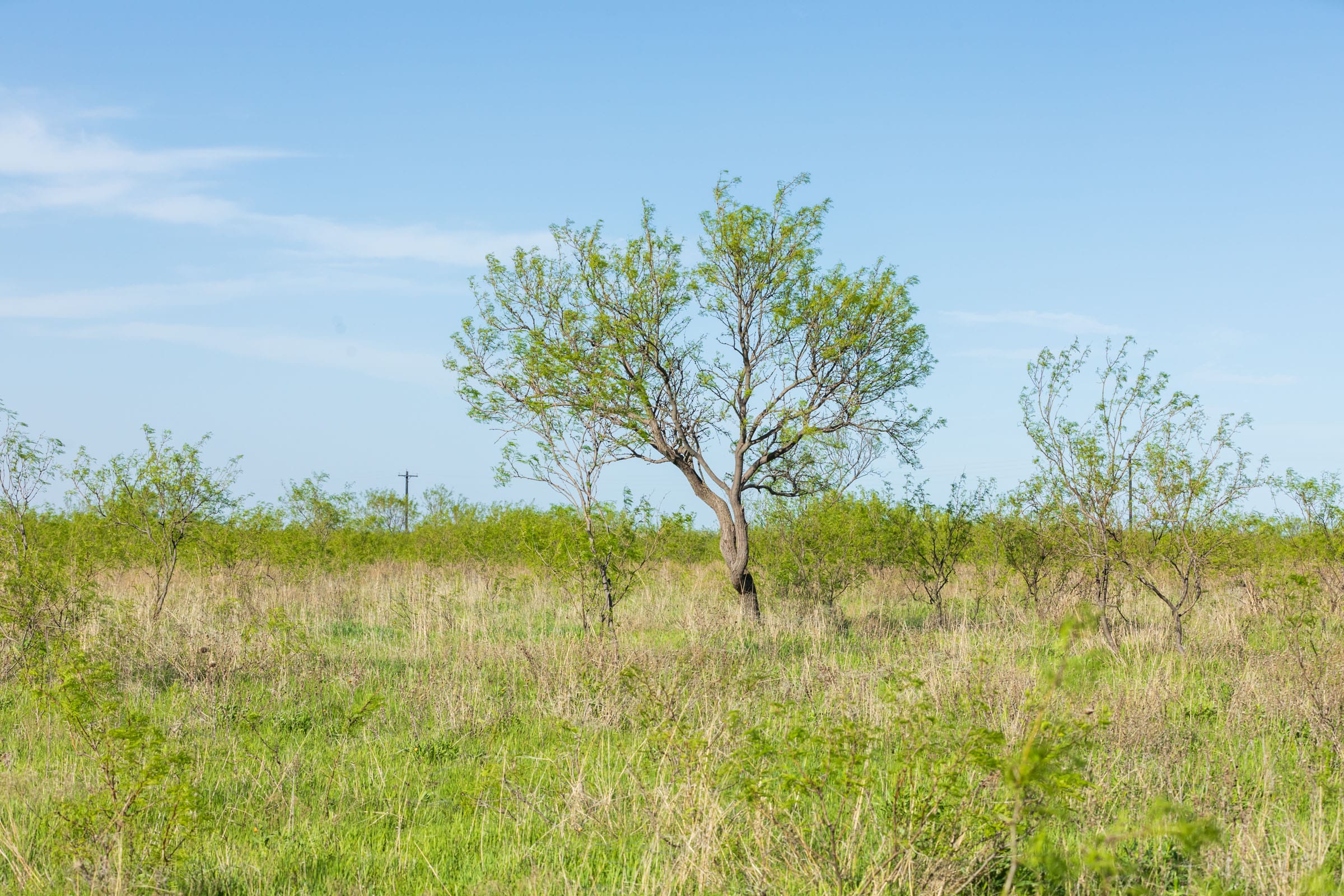Hackberry Fields Tract 13 photo 8