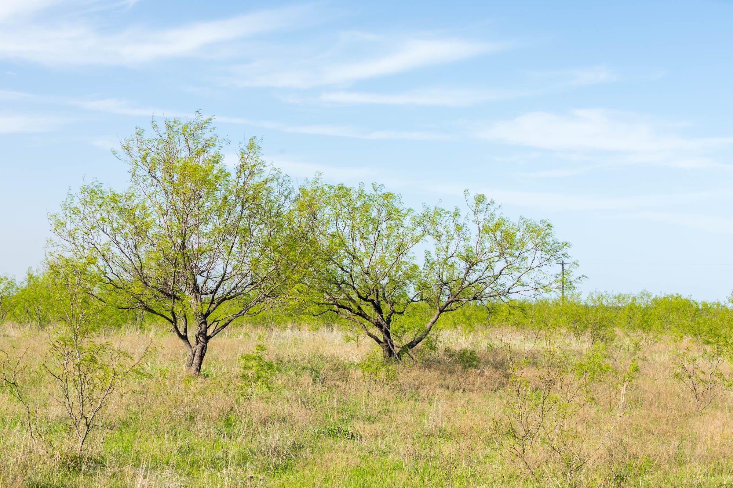 Hackberry Fields Tract 13 photo 9