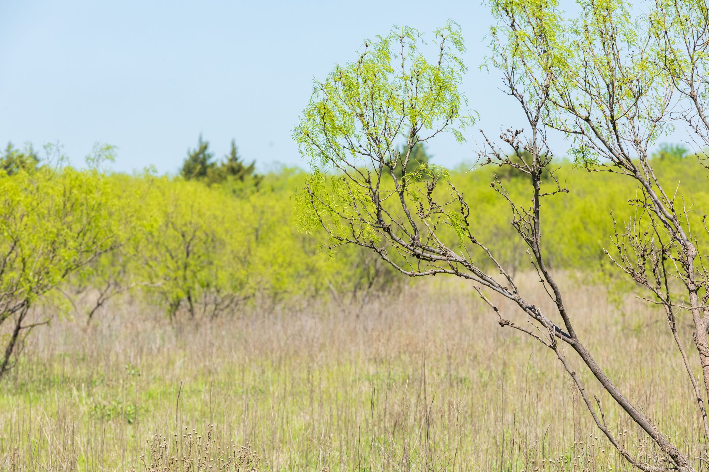 Hackberry Fields Tract 13 photo 7