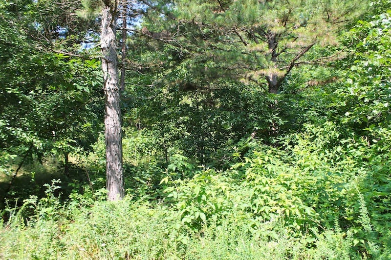 Green Mountain Ranch Tract 11 photo 3