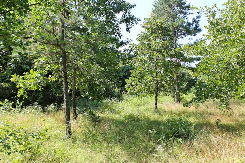 Green Mountain Ranch Tract 11 photo 4