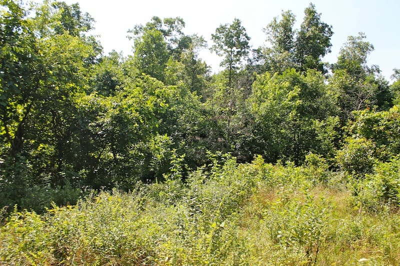 Green Mountain Ranch Tract 11 photo 7