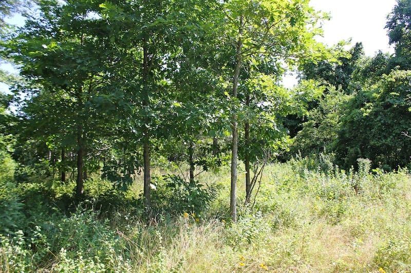 Green Mountain Ranch Tract 11 photo 9