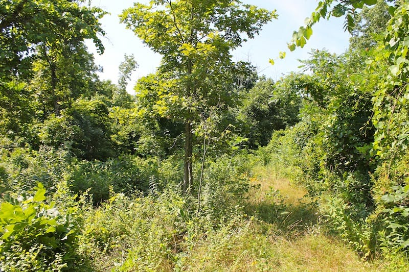Green Mountain Ranch Tract 11 photo 10