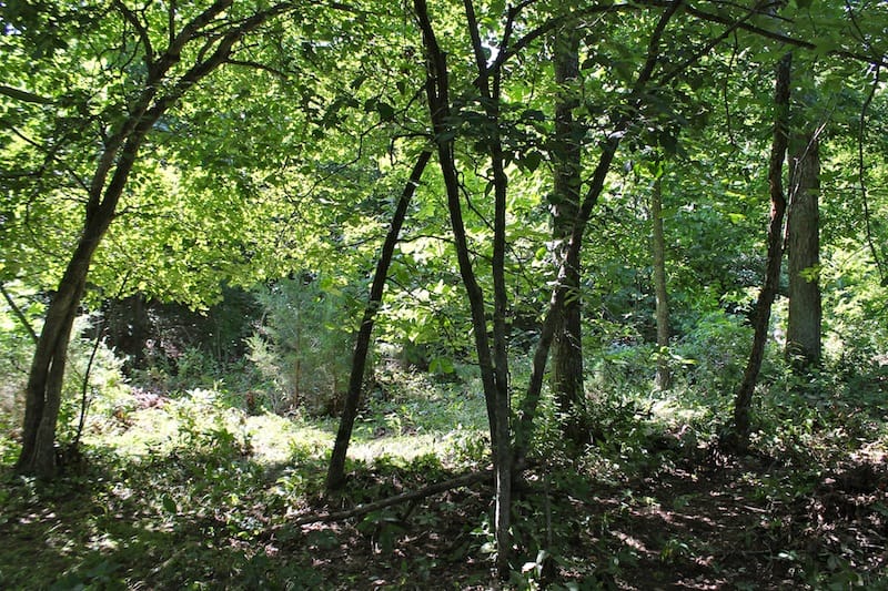 Green Mountain Ranch Tract 11 photo 11