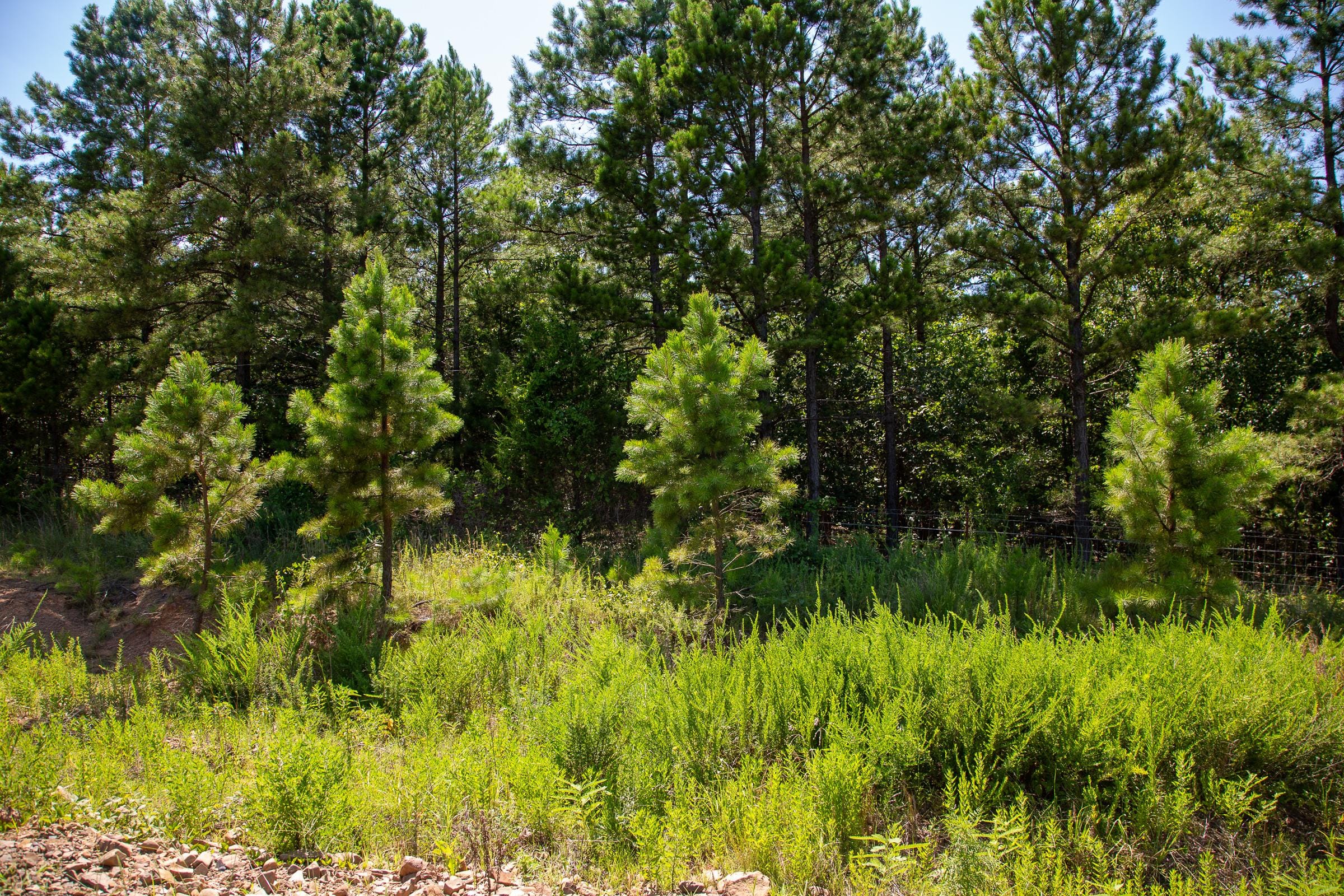Tyler Stone Ranch Tract 12 photo 8