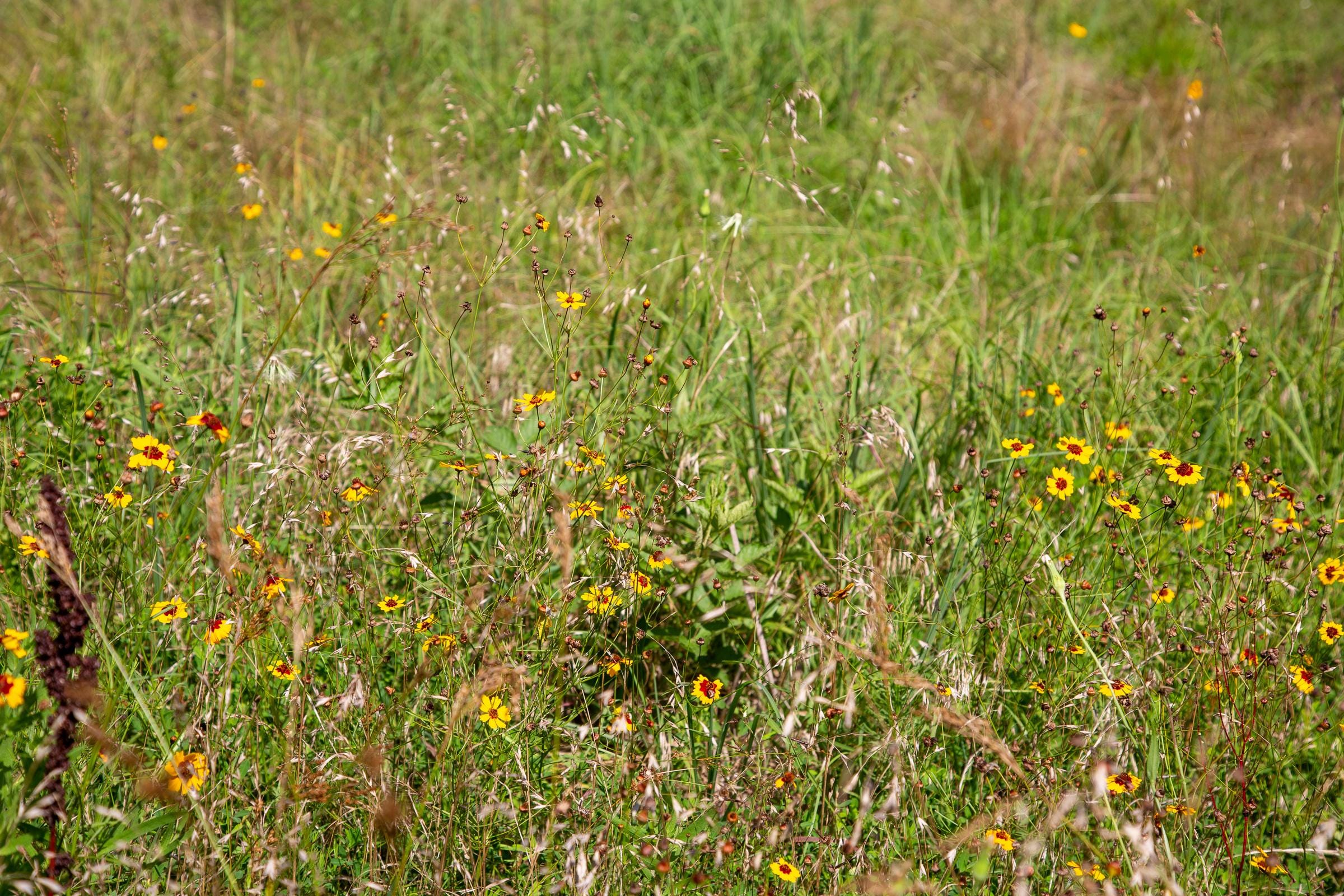 Tyler Stone Ranch Tract 12 photo 18