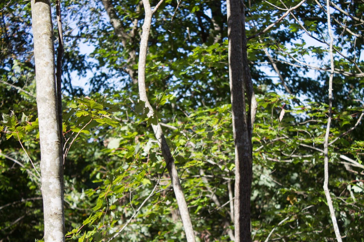 Black Oak Ranch Tract 2 photo 4