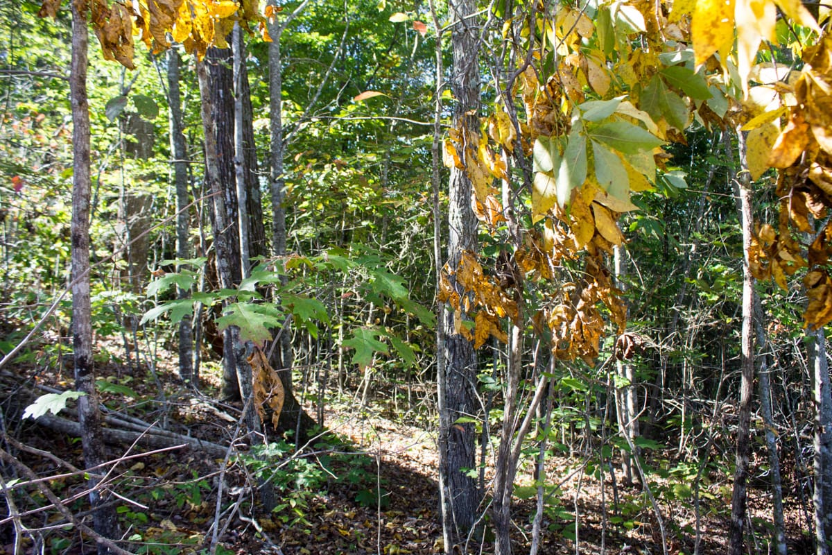 Black Oak Ranch Tract 2 photo 6