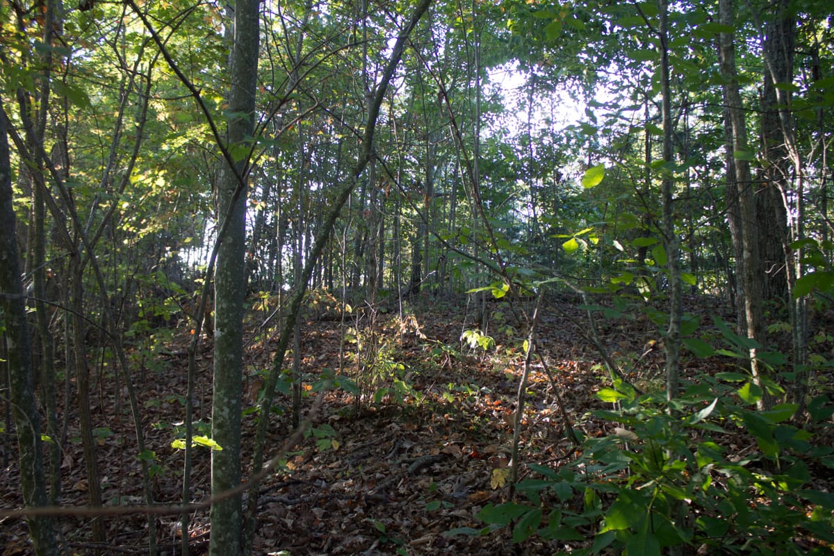 Black Oak Ranch Tract 2 photo 8