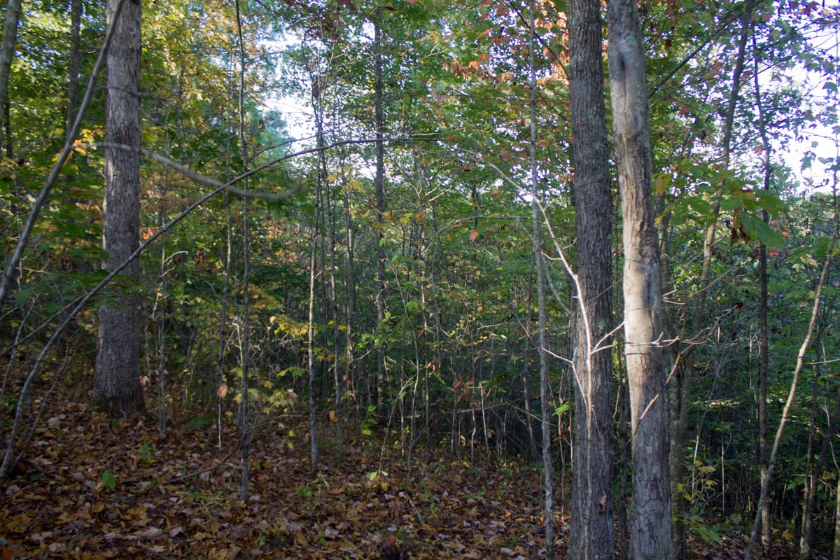 Black Oak Ranch Tract 2 photo 9