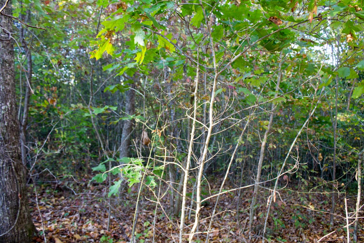 Black Oak Ranch Tract 2 photo 10