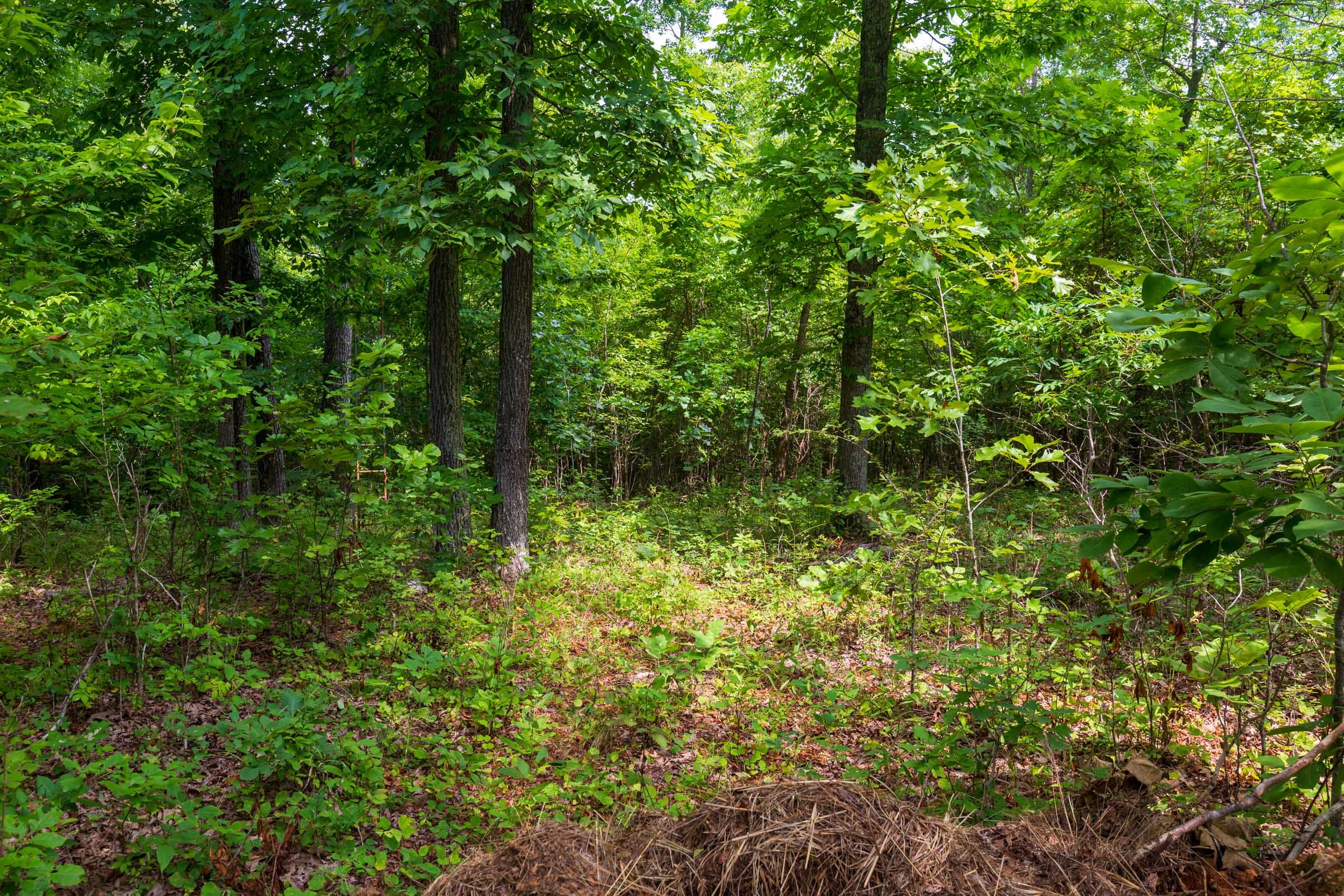 Cypress Ridge Tract 23 photo 4