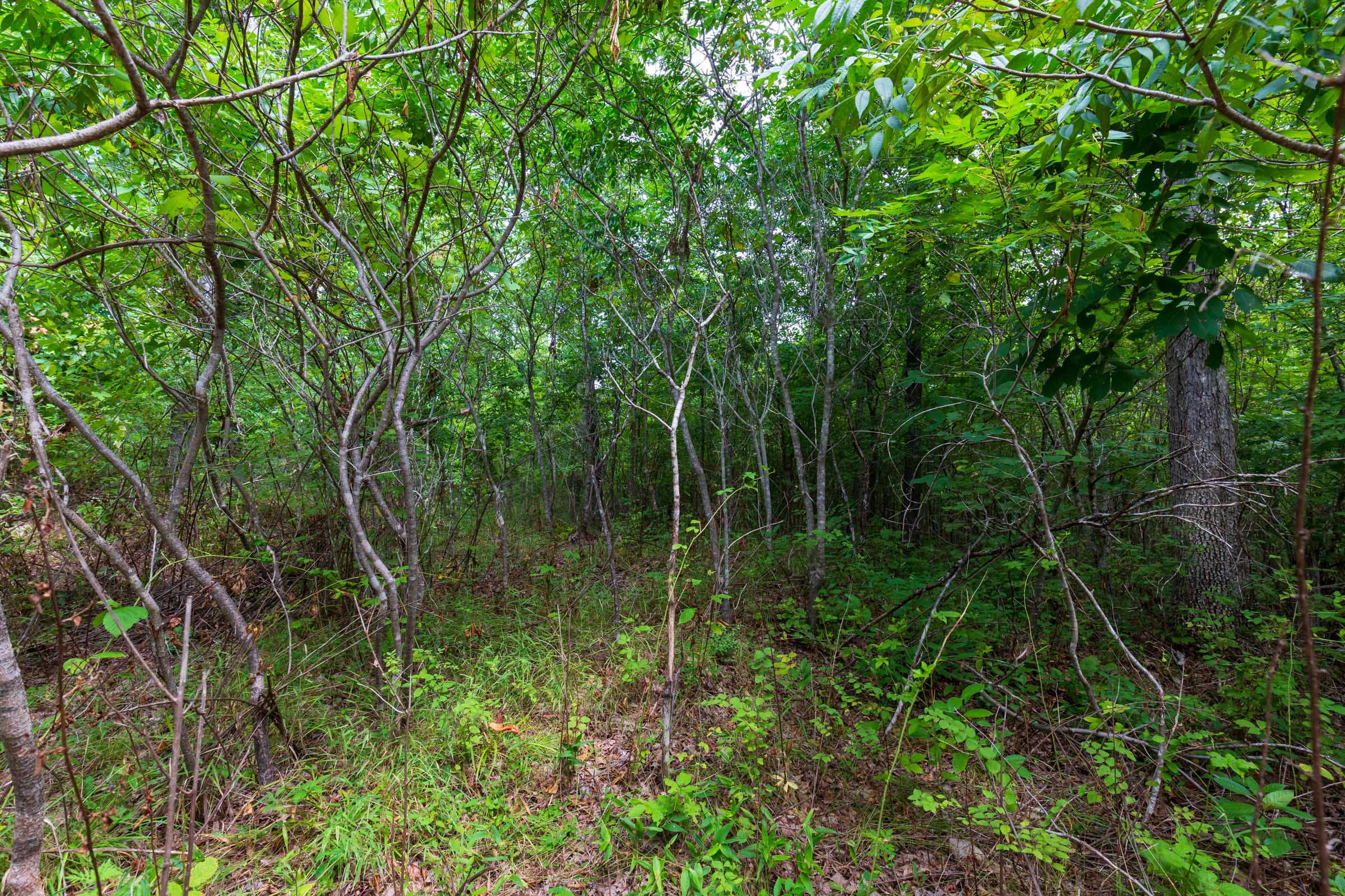 Cypress Ridge Tract 23 photo 6