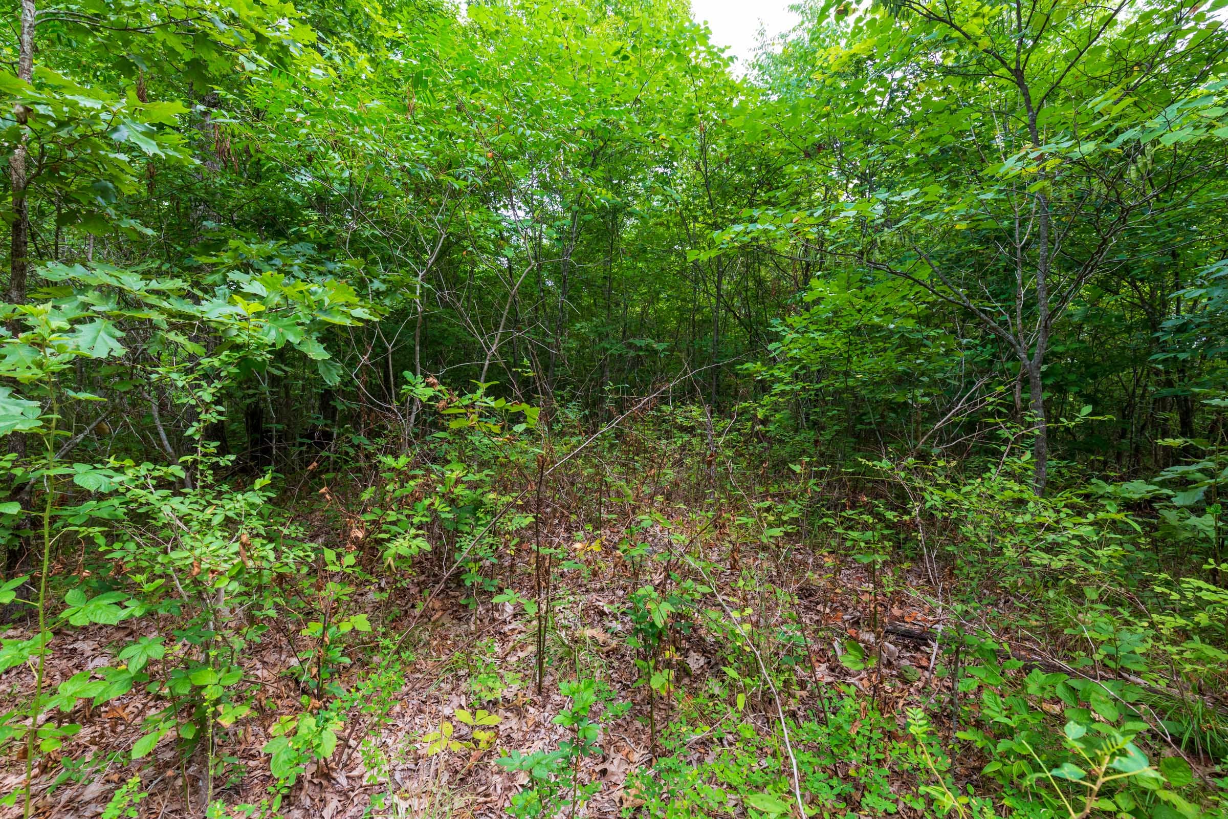 Cypress Ridge Tract 23 photo 15