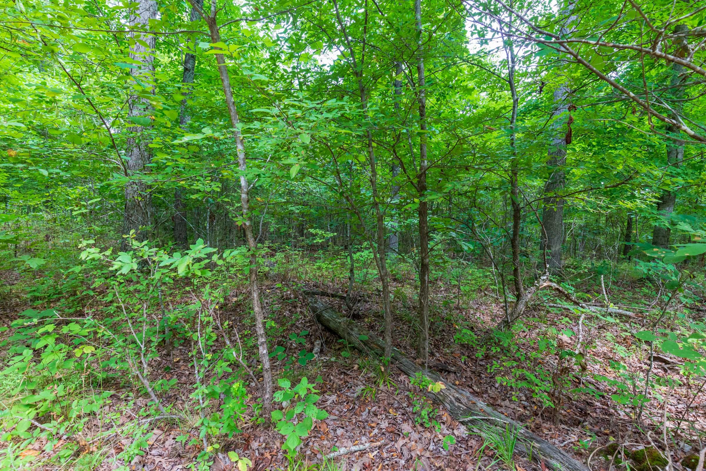 Cypress Ridge Tract 23 photo 7