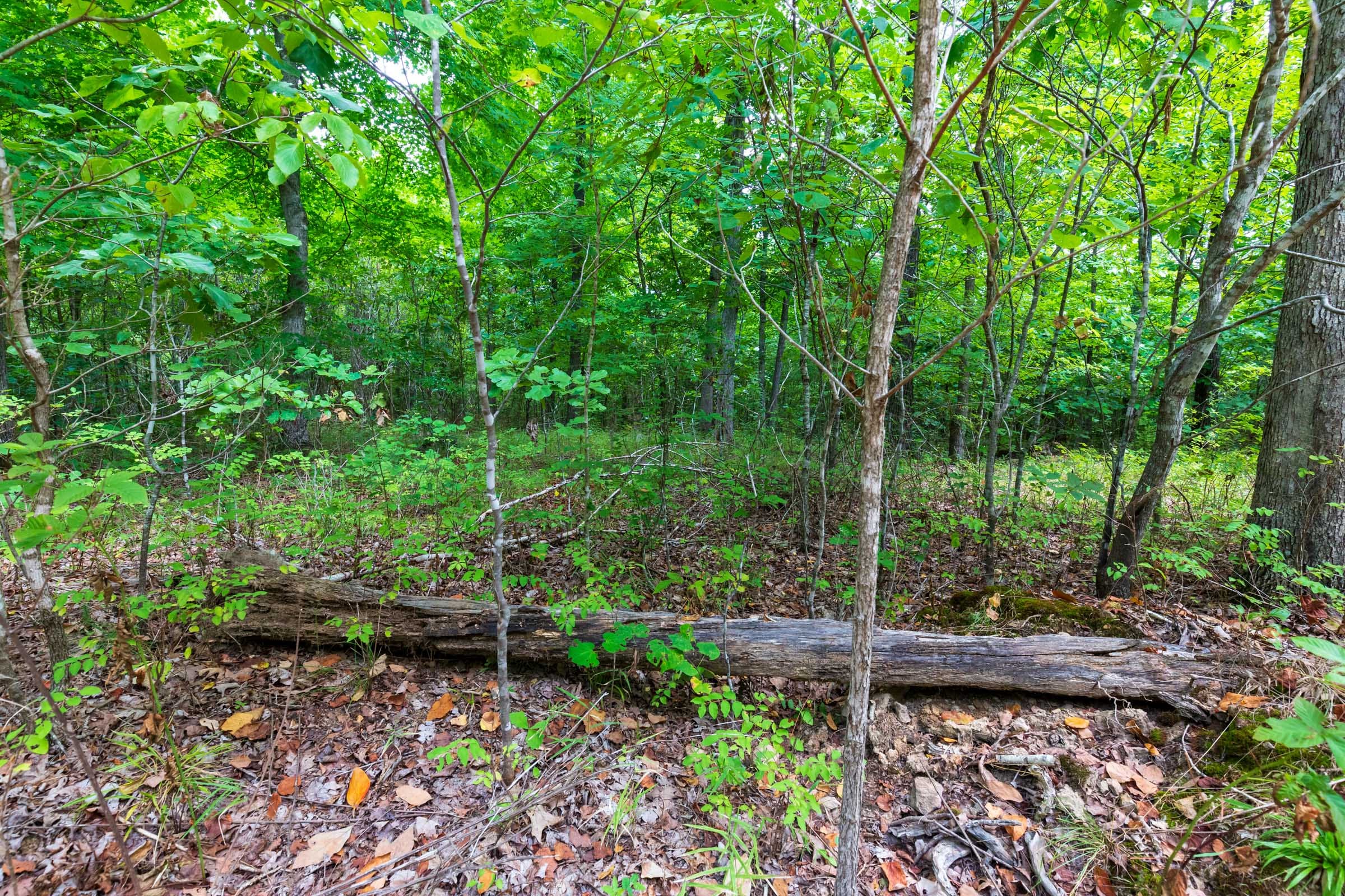 Cypress Ridge Tract 23 photo 9
