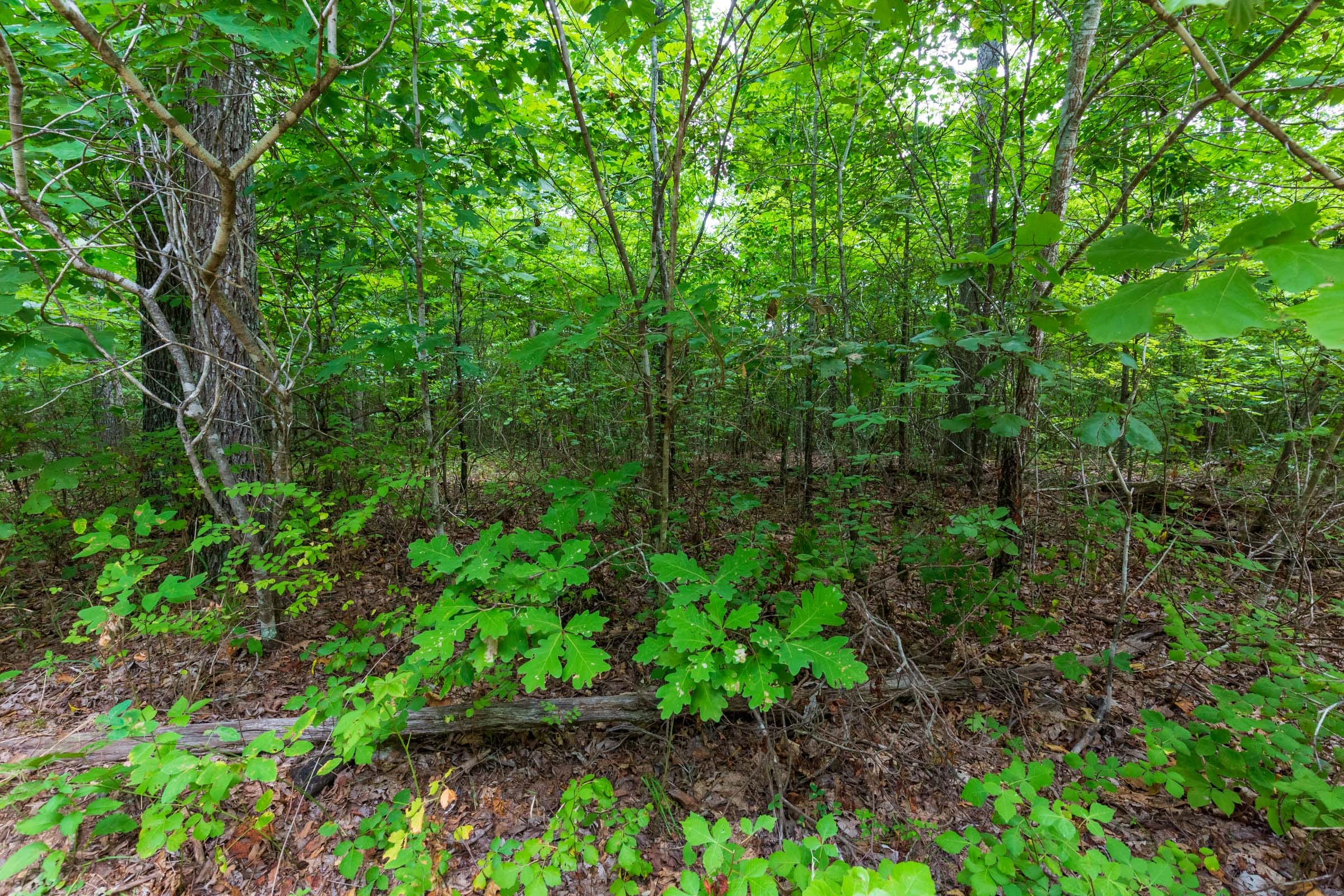 Cypress Ridge Tract 23 photo 11