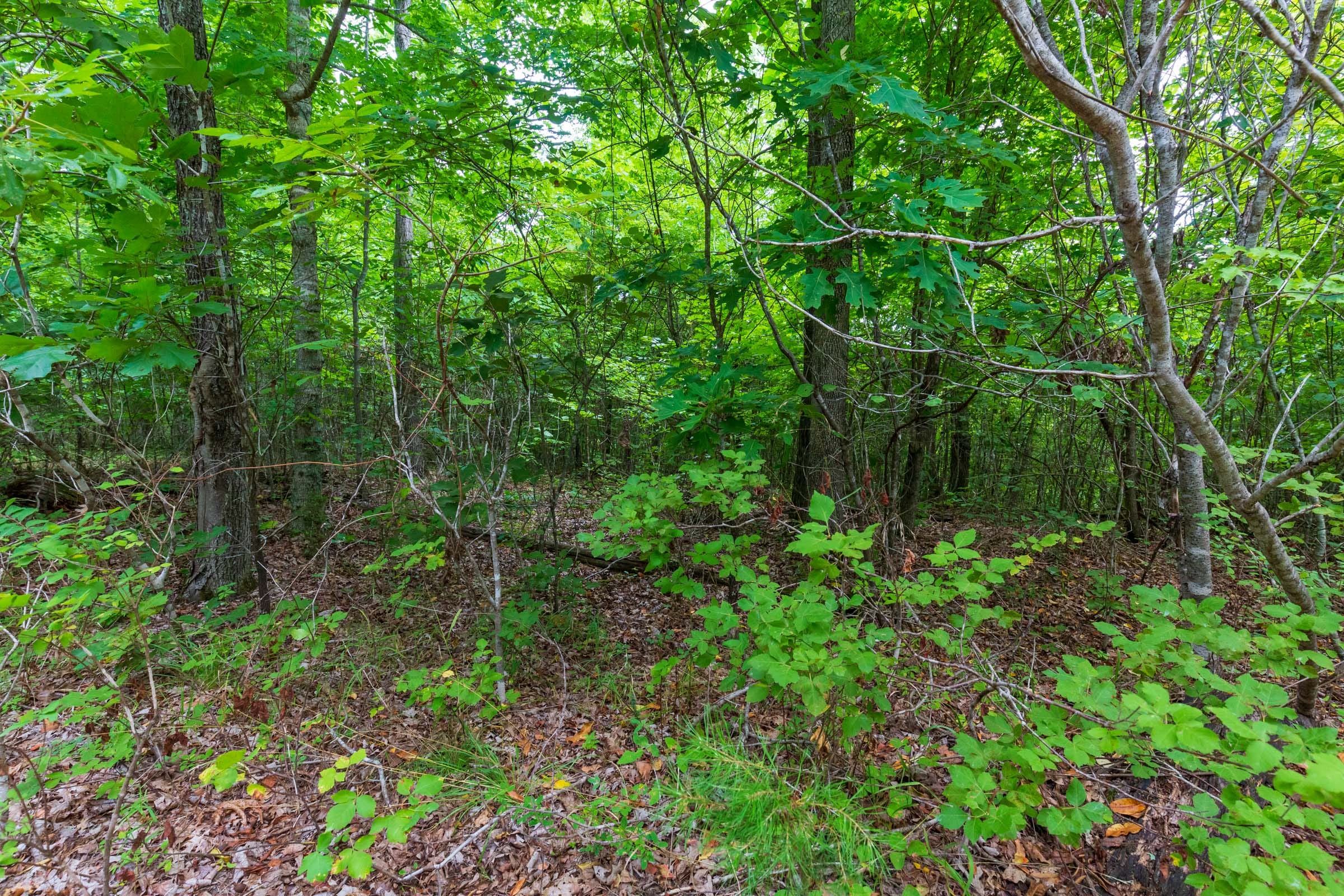 Cypress Ridge Tract 23 photo 13