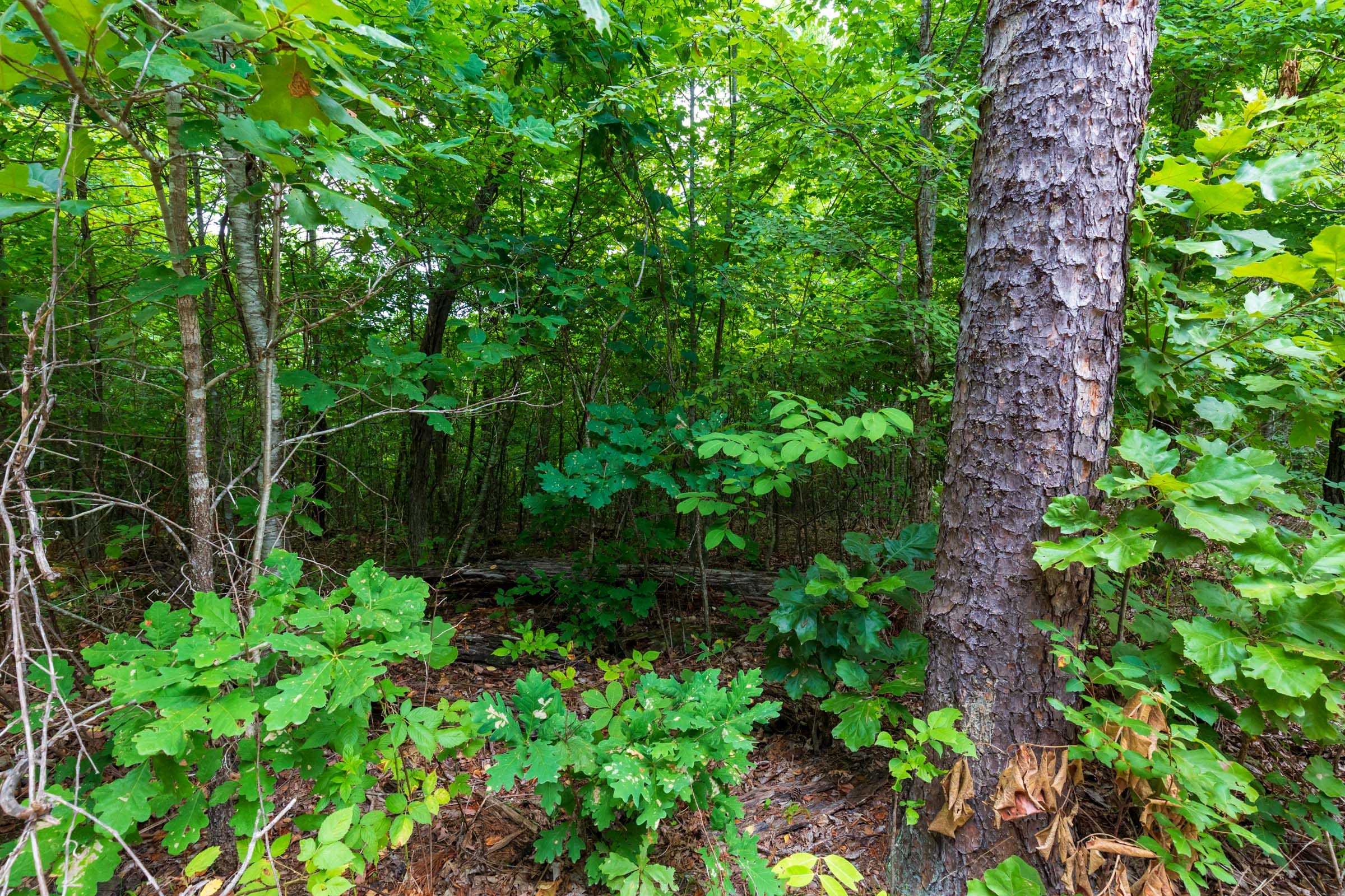 Cypress Ridge Tract 23 photo 5