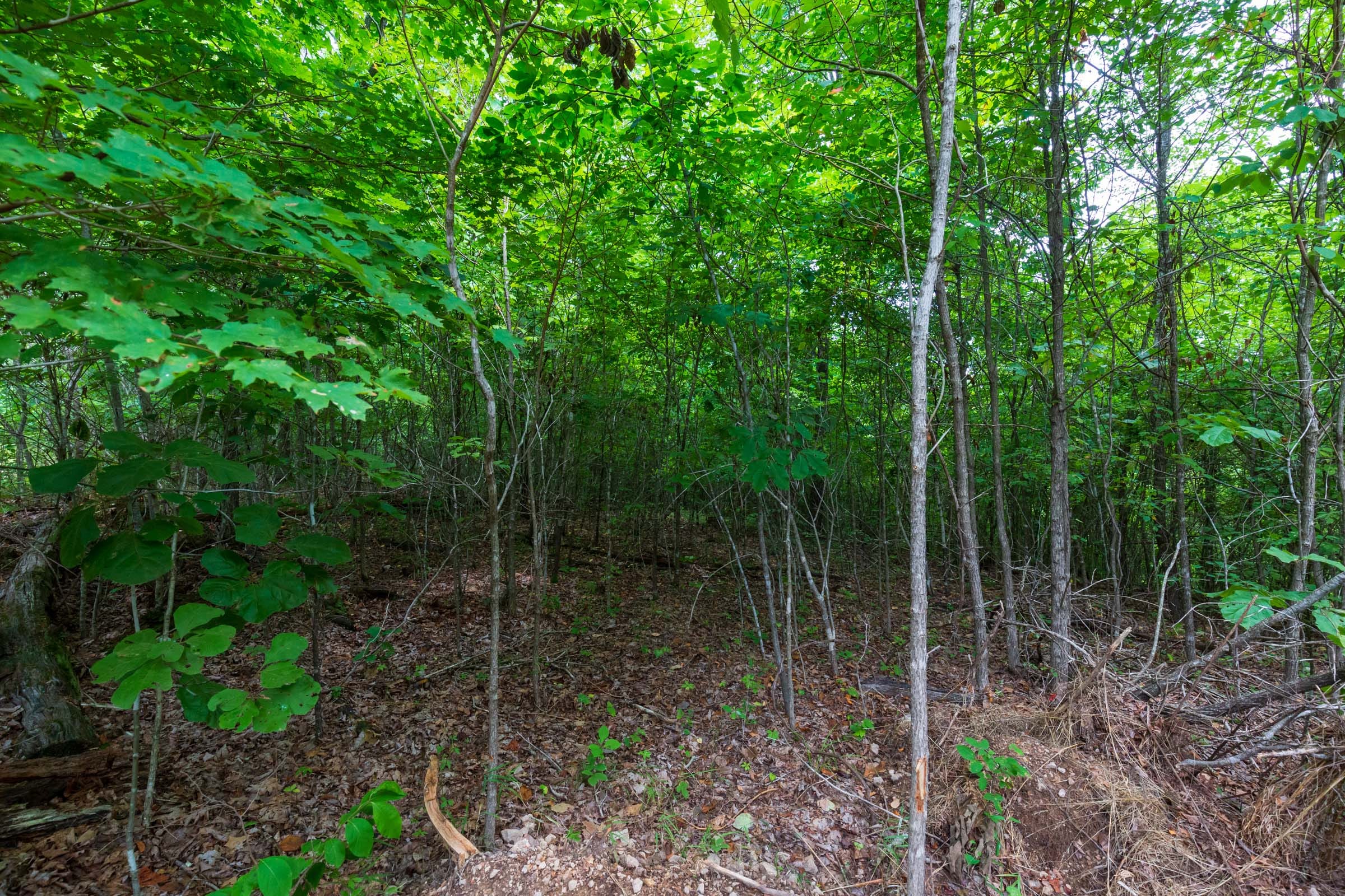 Cypress Ridge Tract 23 photo 14