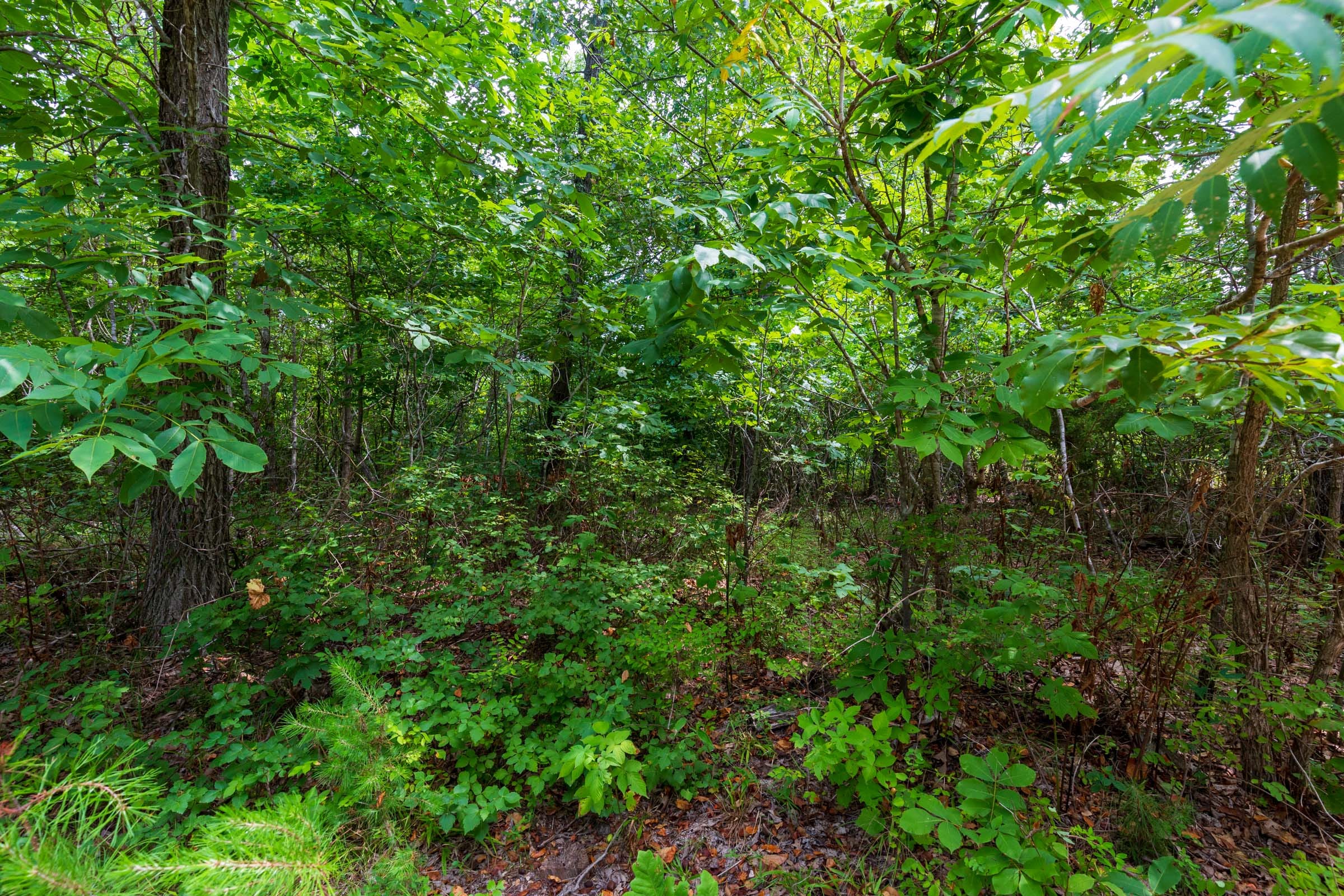 Cypress Ridge Tract 23 photo 17
