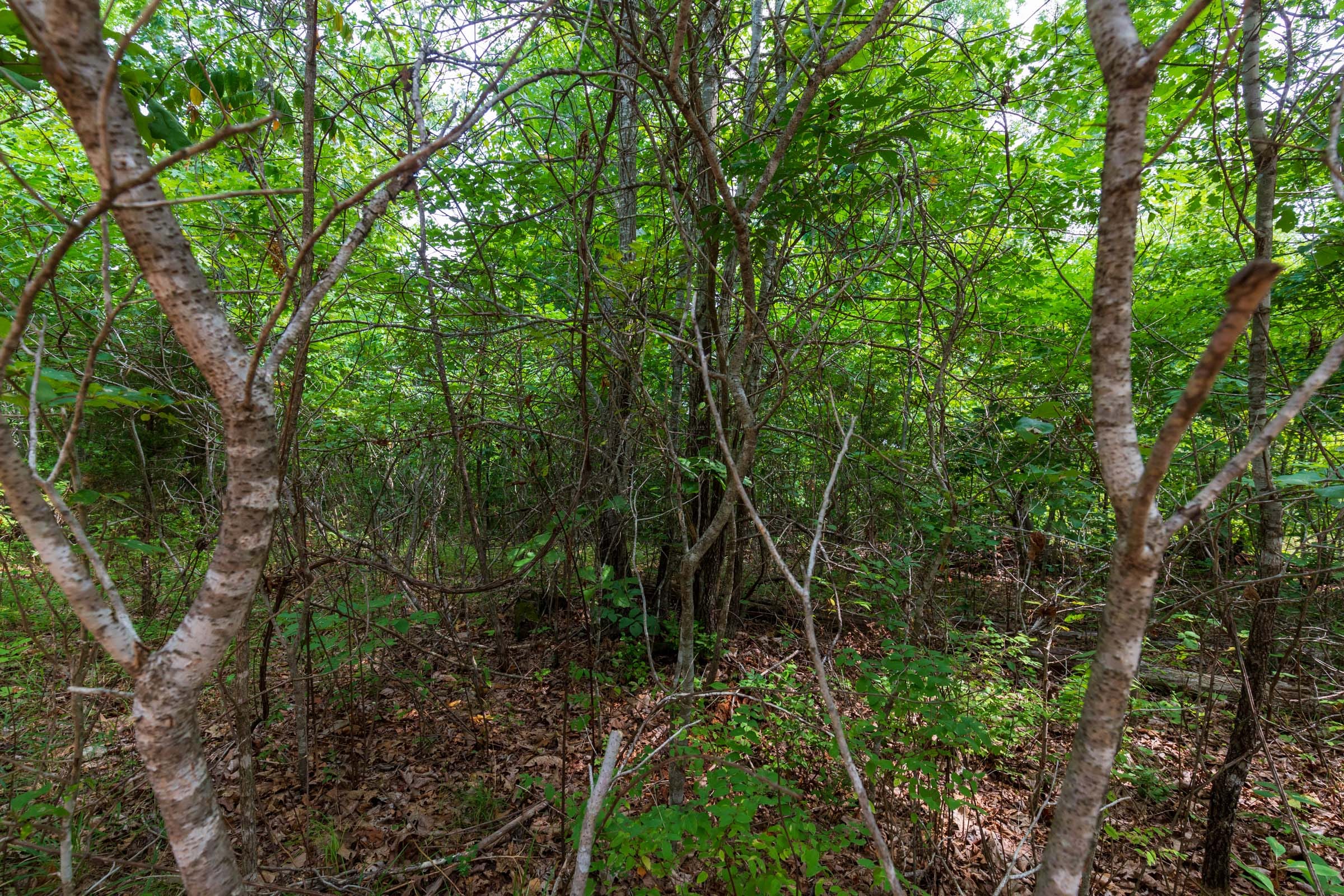 Cypress Ridge Tract 23 photo 18
