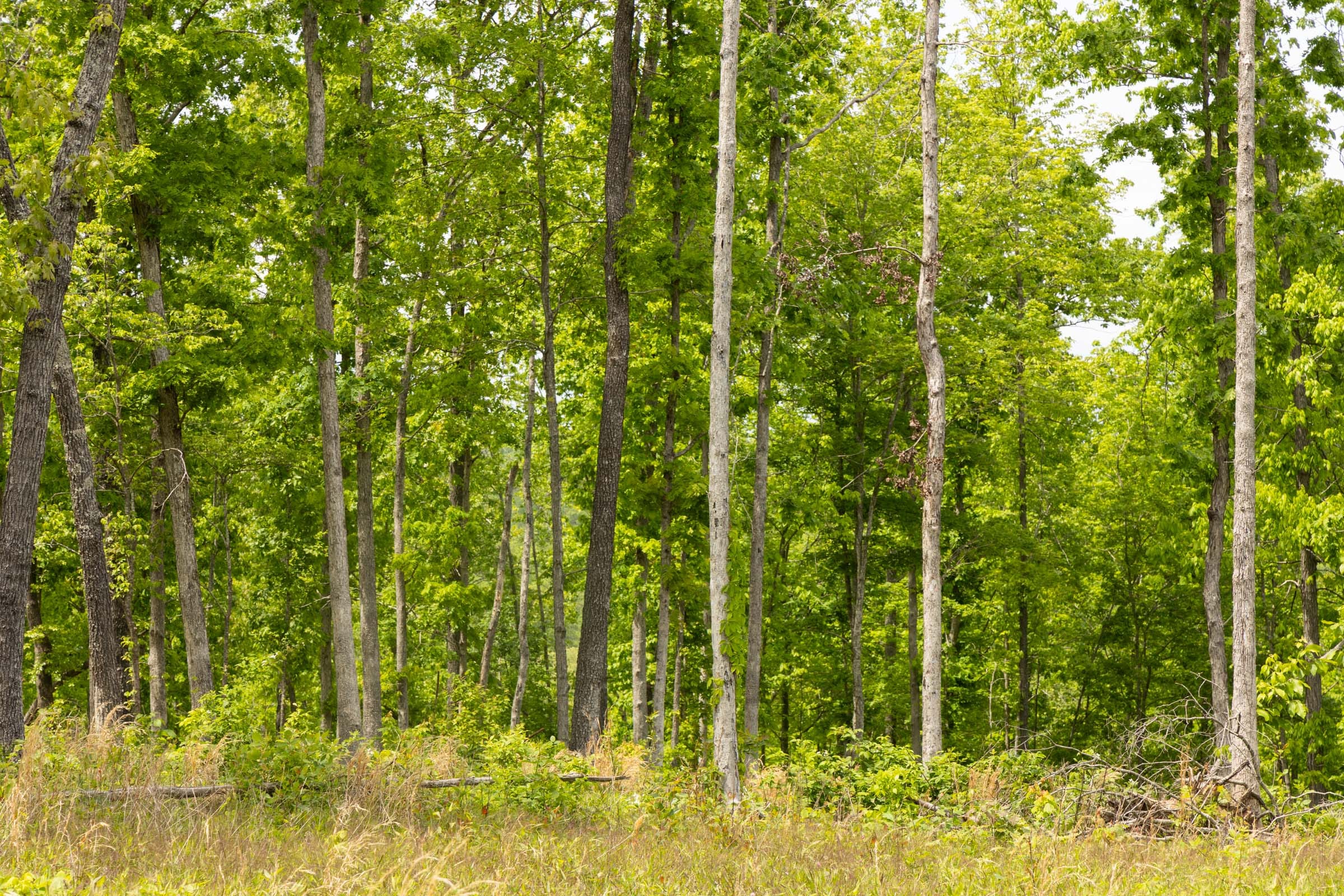 Stardust Estates Tract 11 photo 4