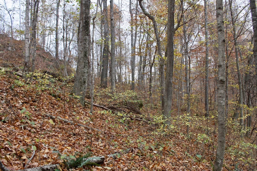 Autumn Ridge Tract 23 photo 4