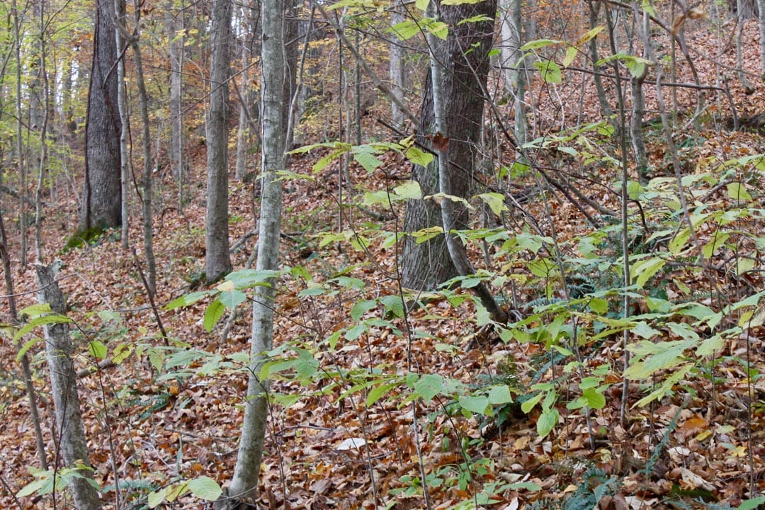 Autumn Ridge Tract 23 photo 11
