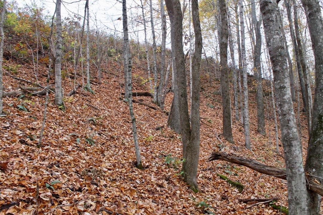 Autumn Ridge Tract 23 photo 13