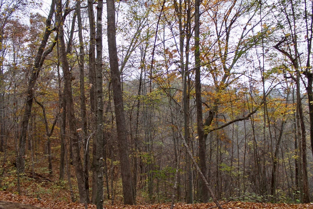 Autumn Ridge Tract 23 photo 15