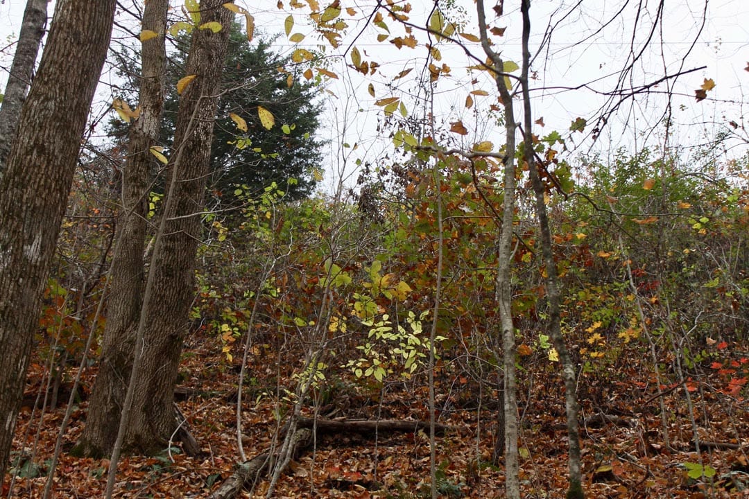 Autumn Ridge Tract 23 photo 16