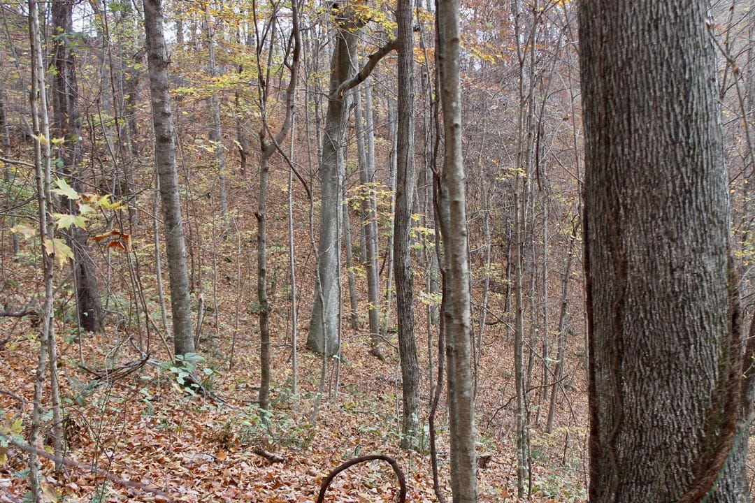 Autumn Ridge Tract 23 photo 18