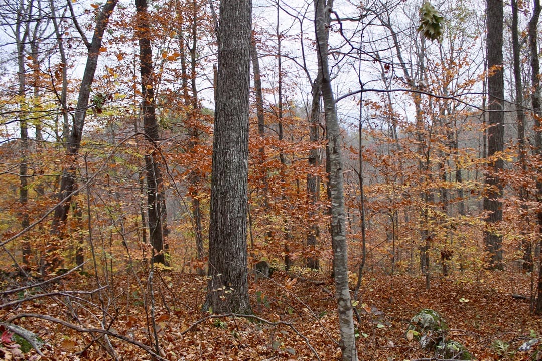 Autumn Ridge Tract 23 photo 21