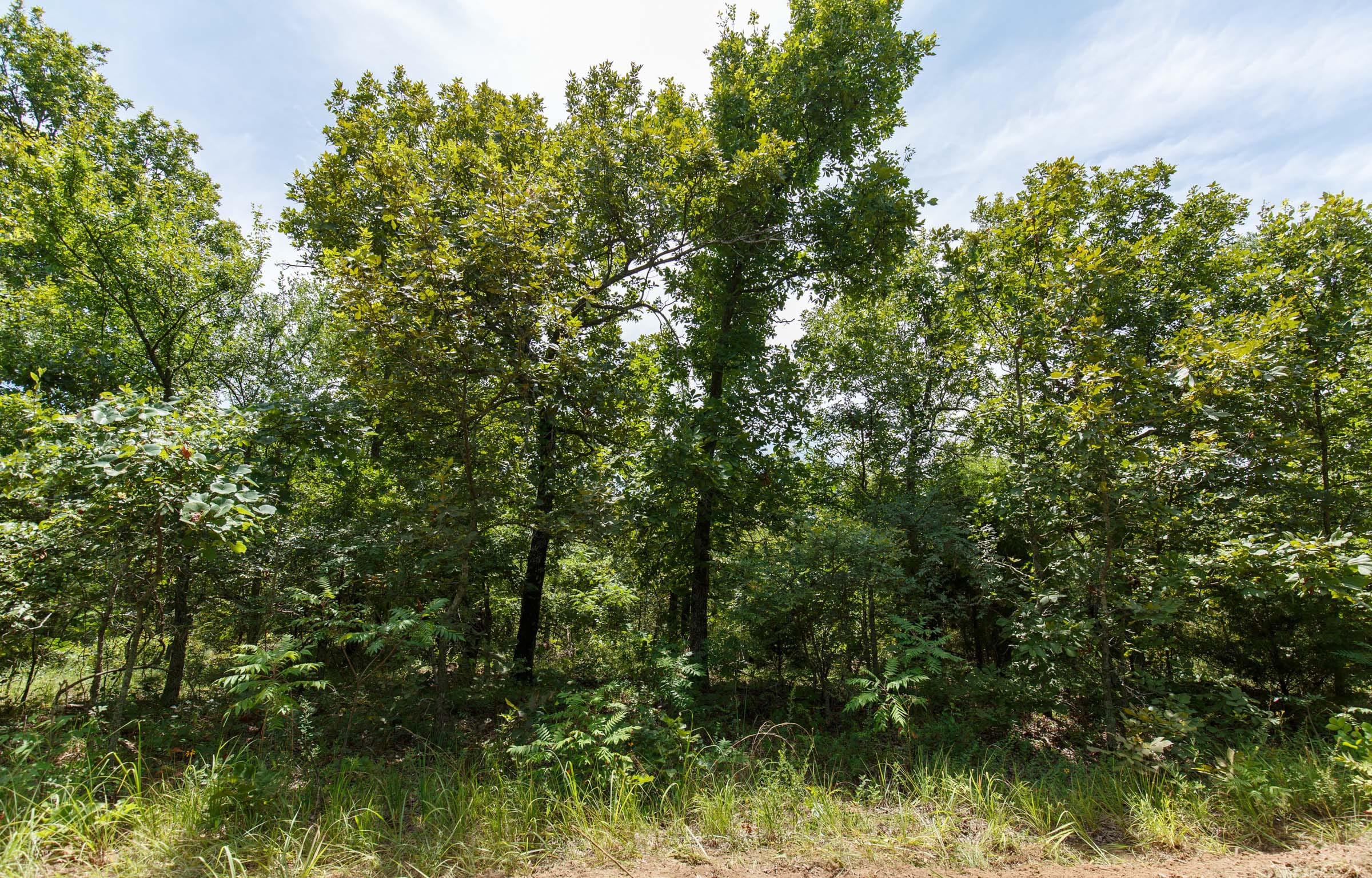 Timber Ridge Tract 18 photo 2