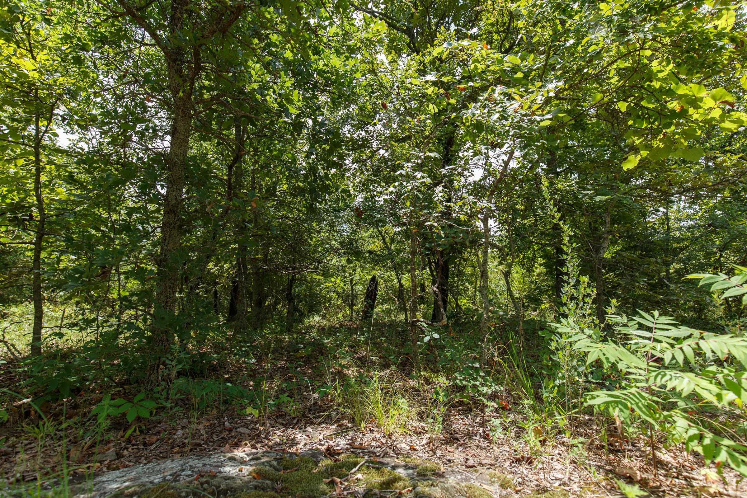 Timber Ridge Tract 18 photo 3